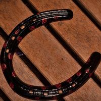 blackandladybugsfrontview.jpg